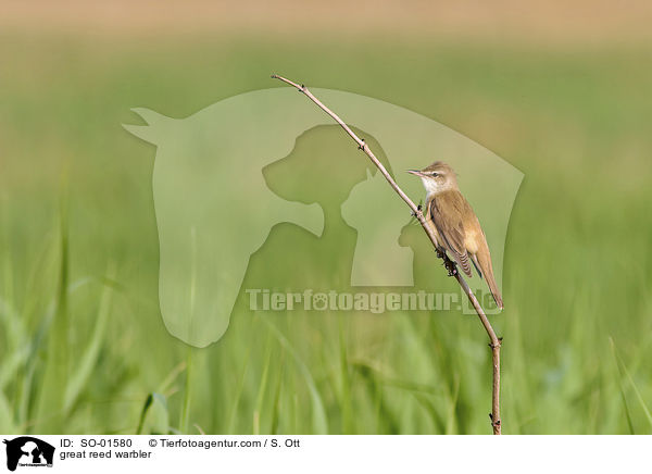 great reed warbler / SO-01580