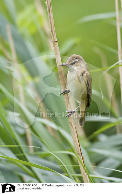 great reed warbler / SO-01706