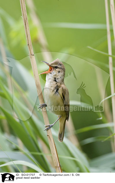 great reed warbler / SO-01707