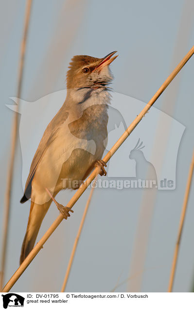 great reed warbler / DV-01795