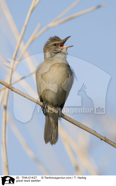 Drosselrohrsnger / great reed warbler / THA-01427