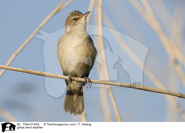 Drosselrohrsnger / great reed warbler / THA-01429
