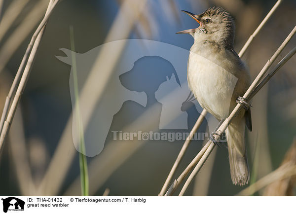 Drosselrohrsnger / great reed warbler / THA-01432