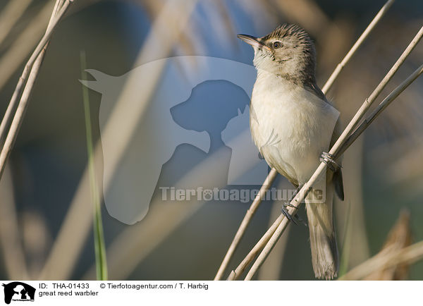 Drosselrohrsnger / great reed warbler / THA-01433