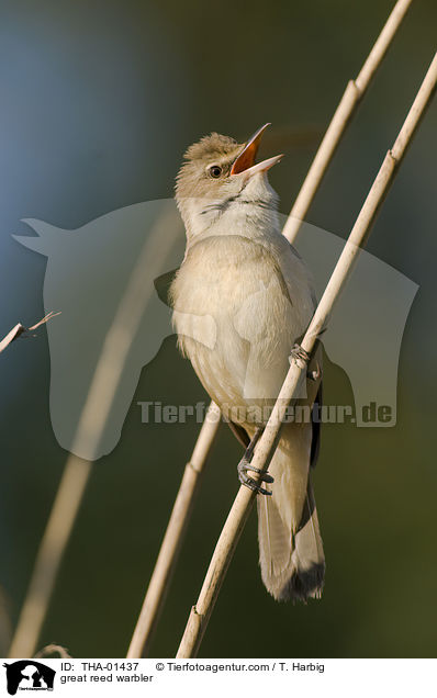 Drosselrohrsnger / great reed warbler / THA-01437