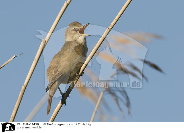 Drosselrohrsnger / great reed warbler / THA-01439
