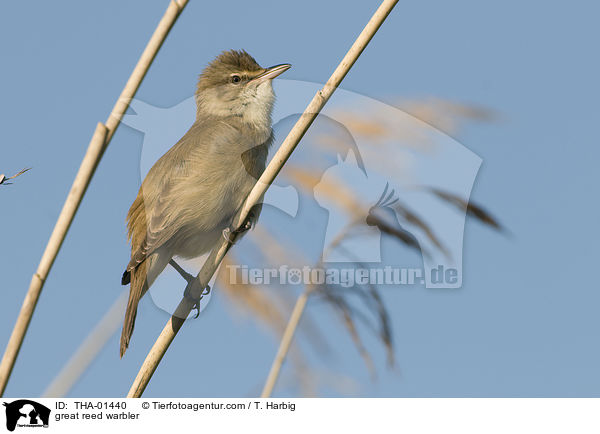 great reed warbler / THA-01440