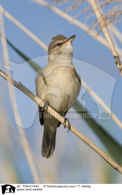 Drosselrohrsnger / great reed warbler / THA-01444