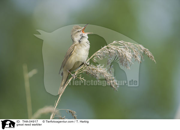 Drosselrohrsnger / great reed warbler / THA-04917