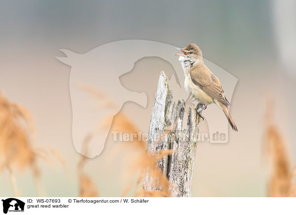 great reed warbler / WS-07693