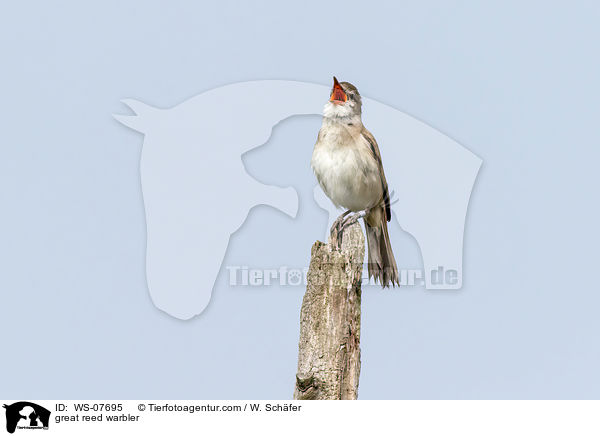 Drosselrohrsnger / great reed warbler / WS-07695