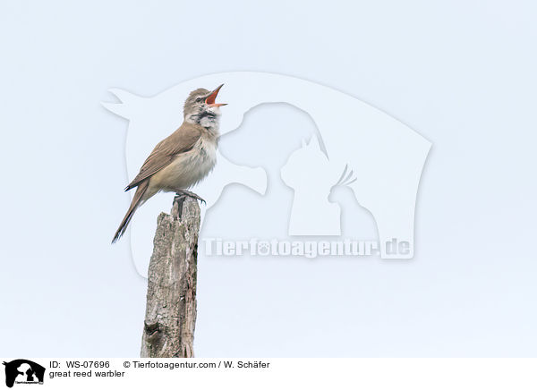 great reed warbler / WS-07696