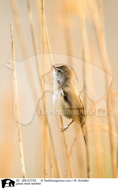 great reed warbler / WS-07705