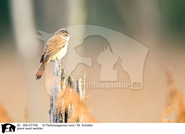 Drosselrohrsnger / great reed warbler / WS-07706