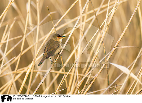 great reed warbler / WS-07708