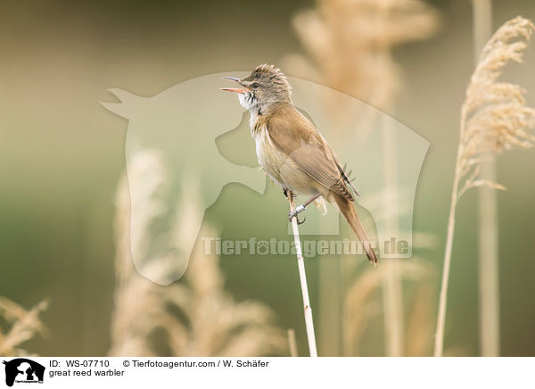 Drosselrohrsnger / great reed warbler / WS-07710