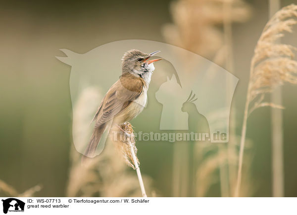 Drosselrohrsnger / great reed warbler / WS-07713