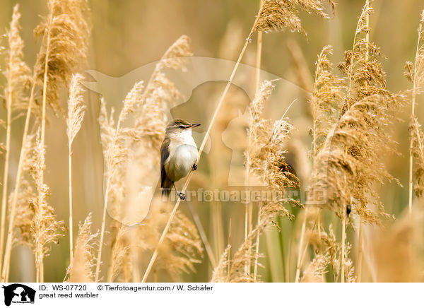 Drosselrohrsnger / great reed warbler / WS-07720