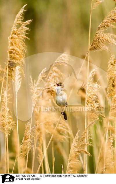 great reed warbler / WS-07726