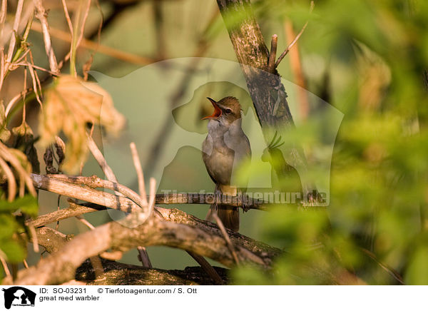 Drosselrohrsnger / great reed warbler / SO-03231