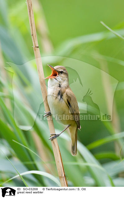 great reed warbler / SO-03268