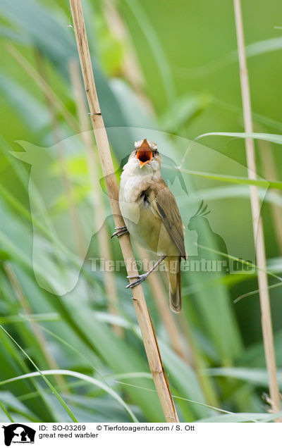 Drosselrohrsnger / great reed warbler / SO-03269