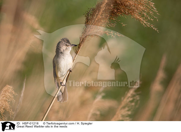 Drosselrohrsnger sitzt im Schilf / Great Reed Warbler sits in the reeds / HSP-01218