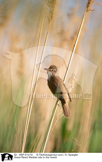 Drosselrohrsnger sitzt im Schilf / Great Reed Warbler sits in the reeds / HSP-01219