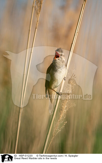 Drosselrohrsnger sitzt im Schilf / Great Reed Warbler sits in the reeds / HSP-01220