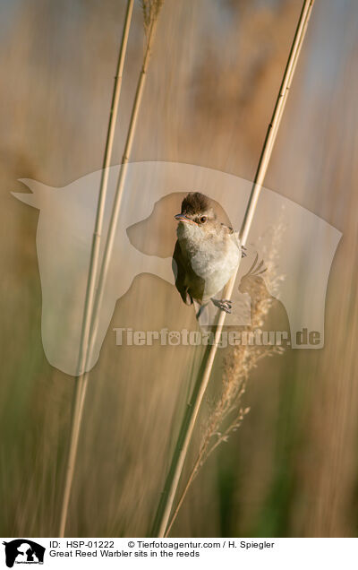 Drosselrohrsnger sitzt im Schilf / Great Reed Warbler sits in the reeds / HSP-01222