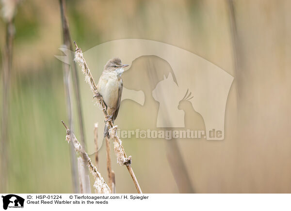 Drosselrohrsnger sitzt im Schilf / Great Reed Warbler sits in the reeds / HSP-01224