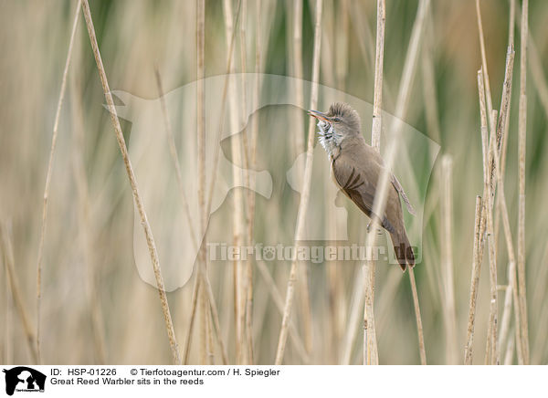 Drosselrohrsnger sitzt im Schilf / Great Reed Warbler sits in the reeds / HSP-01226