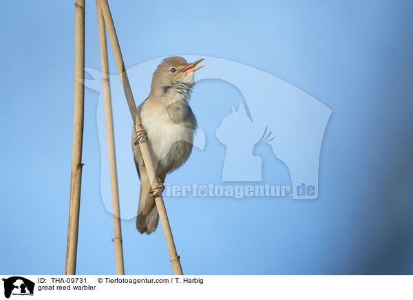 Drosselrohrsnger / great reed warbler / THA-09731