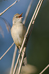 great reed warbler