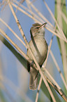 great reed warbler