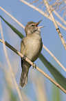 great reed warbler