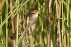 great reed warbler