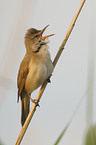 great reed warbler