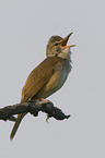 Great Reed Warbler