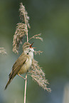 great reed warbler