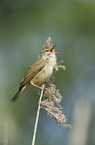 great reed warbler