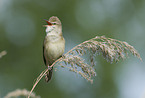 great reed warbler