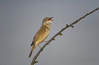 great reed warbler