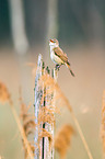 great reed warbler