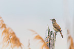 great reed warbler