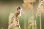 great reed warbler