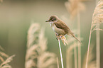 great reed warbler