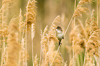 great reed warbler