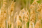 great reed warbler