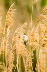 great reed warbler